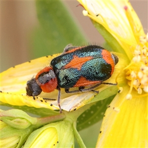 Dicranolaius villosus at Gundaroo, NSW - 11 Nov 2024