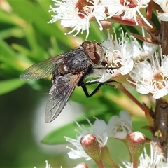 Unidentified Flower-loving fly (Apioceridae) at West Wodonga, VIC - 9 Nov 2024 by KylieWaldon