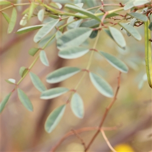 Indigofera australis subsp. australis at Gundaroo, NSW - 11 Nov 2024 11:37 AM