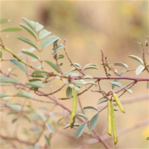 Indigofera australis subsp. australis at Gundaroo, NSW - 11 Nov 2024 11:37 AM