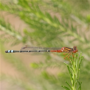 Xanthagrion erythroneurum at Gundaroo, NSW - 11 Nov 2024 11:36 AM