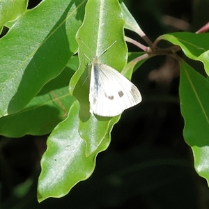 Pieris rapae (Cabbage White) at West Wodonga, VIC by KylieWaldon