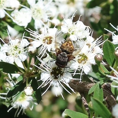 Unidentified Flower-loving fly (Apioceridae) at West Wodonga, VIC - 9 Nov 2024 by KylieWaldon