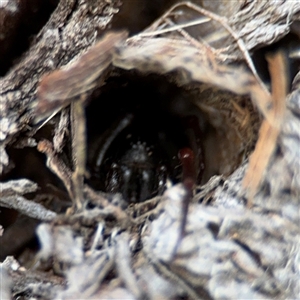 Segestriidae sp (family) at Lyneham, ACT - 10 Nov 2024