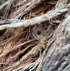 Segestriidae sp (family) at Lyneham, ACT - 10 Nov 2024