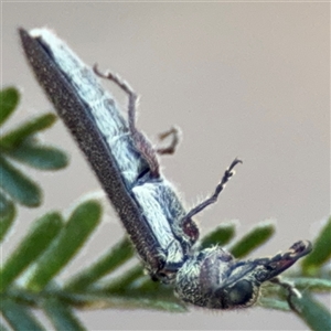 Rhinotia sp. (genus) at Lyneham, ACT - 10 Nov 2024