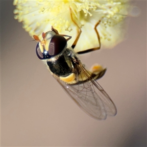 Simosyrphus grandicornis at Lyneham, ACT - 10 Nov 2024