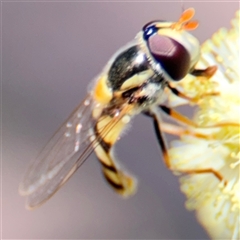 Simosyrphus grandicornis at Lyneham, ACT - 10 Nov 2024 05:22 PM