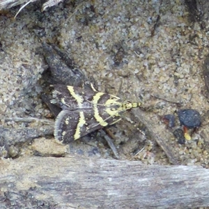 Scoparia spelaea at West Hobart, TAS by VanessaC