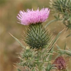 Cirsium vulgare (Spear Thistle) at Gundaroo, NSW - 11 Nov 2024 by ConBoekel