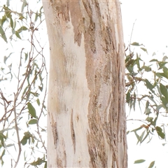 Eucalyptus globulus subsp. bicostata at Gundaroo, NSW - 11 Nov 2024 by ConBoekel