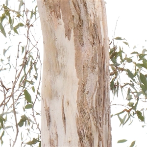 Eucalyptus melliodora at Gundaroo, NSW - 11 Nov 2024