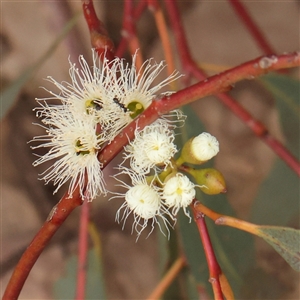 Eucalyptus melliodora at Gundaroo, NSW - 11 Nov 2024 11:17 AM