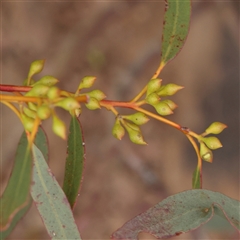 Eucalyptus melliodora at Gundaroo, NSW - 11 Nov 2024