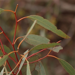 Eucalyptus melliodora at Gundaroo, NSW - 11 Nov 2024