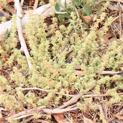 Paronychia brasiliana at Gundaroo, NSW - 11 Nov 2024