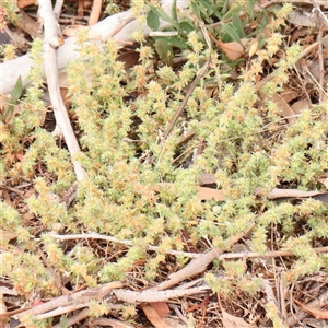 Paronychia brasiliana at Gundaroo, NSW - 11 Nov 2024 11:23 AM