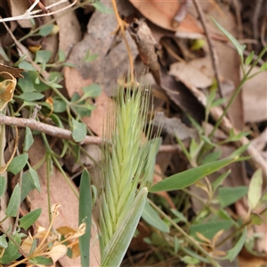 Hordeum leporinum at Gundaroo, NSW - 11 Nov 2024