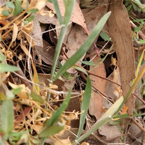 Hordeum leporinum at Gundaroo, NSW - 11 Nov 2024