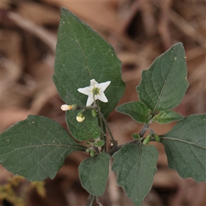 Solanum nigrum at Gundaroo, NSW - 11 Nov 2024