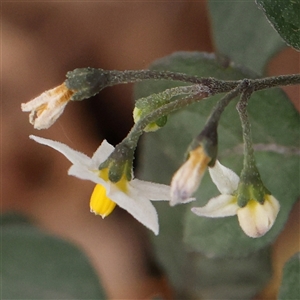 Solanum nigrum at Gundaroo, NSW - 11 Nov 2024