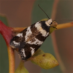 Isomoralla eriscota (Philobota Group) at Gundaroo, NSW - 11 Nov 2024 by ConBoekel