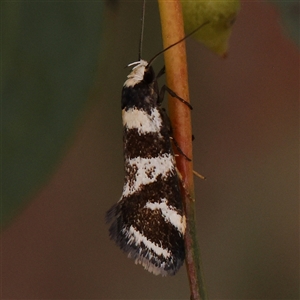 Isomoralla eriscota at Gundaroo, NSW - 11 Nov 2024