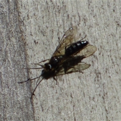 Unidentified Sawfly (Hymenoptera, Symphyta) at West Hobart, TAS - 10 Nov 2024 by VanessaC