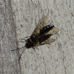 Unidentified Sawfly (Hymenoptera, Symphyta) at West Hobart, TAS by VanessaC