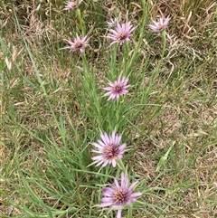 Tragopogon porrifolius (Salsify, Oyster Plant) at Kingston, ACT - 10 Nov 2024 by Jenny54