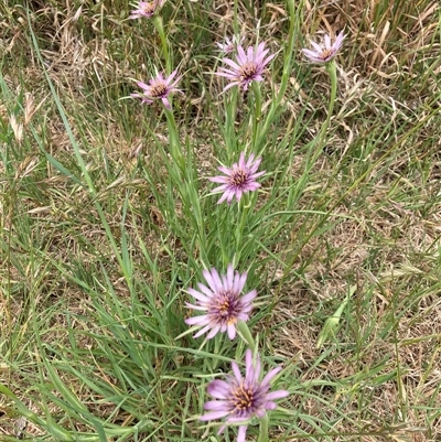 Tragopogon porrifolius (Salsify, Oyster Plant) at Kingston, ACT - 11 Nov 2024 by Jenny54