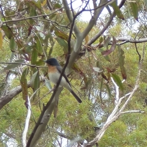 Myiagra cyanoleuca at Mount Stuart, TAS - 9 Nov 2024