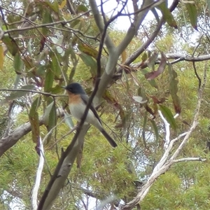 Myiagra cyanoleuca at Mount Stuart, TAS - 9 Nov 2024 03:52 PM