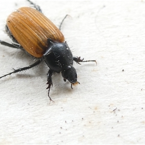 Phyllotocus sp. (genus) at Belconnen, ACT - 11 Nov 2024