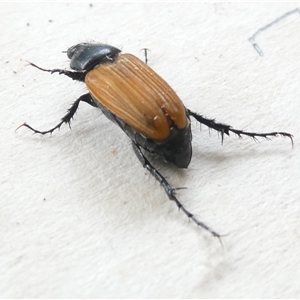 Phyllotocus sp. (genus) at Belconnen, ACT - 11 Nov 2024