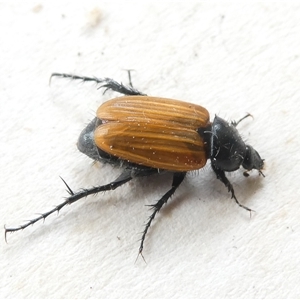 Phyllotocus sp. (genus) at Belconnen, ACT - 11 Nov 2024