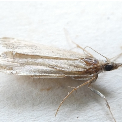 Faveria tritalis (Couchgrass Webworm) at Belconnen, ACT - 11 Nov 2024 by JohnGiacon