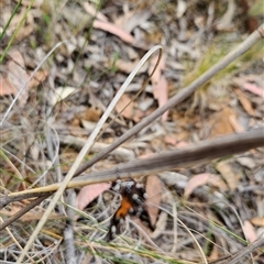 Hecatesia fenestrata (Common Whistling Moth) at Acton, ACT - 11 Nov 2024 by BethanyDunne