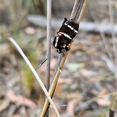 Hecatesia fenestrata at Acton, ACT - 11 Nov 2024