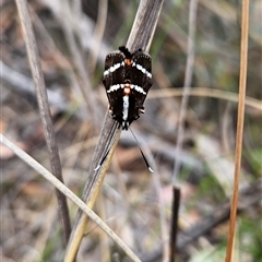 Hecatesia fenestrata at Acton, ACT - 11 Nov 2024