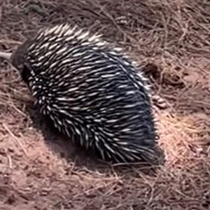 Tachyglossus aculeatus at Kenny, ACT - 10 Nov 2024 12:43 PM