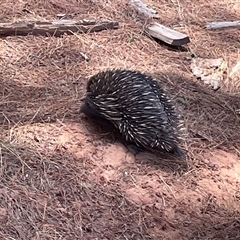 Tachyglossus aculeatus at Kenny, ACT - 10 Nov 2024 12:43 PM