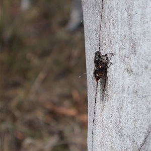 Pauropsalta mneme at Bruce, ACT - 10 Nov 2024