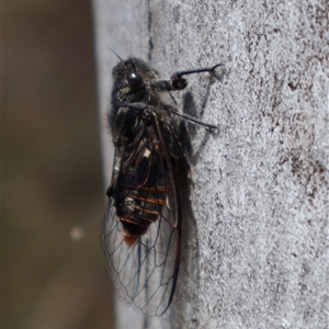 Pauropsalta mneme at Bruce, ACT - 10 Nov 2024 10:18 AM