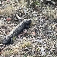 Tiliqua rugosa (Shingleback Lizard) at Ainslie, ACT - 4 Nov 2024 by Clarel