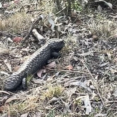 Tiliqua rugosa (Shingleback Lizard) at Ainslie, ACT - 4 Nov 2024 by Clarel