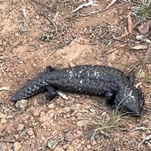 Tiliqua rugosa at Hackett, ACT - 4 Nov 2024