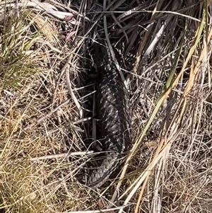 Tiliqua rugosa at Ainslie, ACT - 10 Nov 2024 04:25 PM