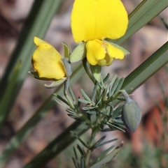 Gompholobium huegelii (pale wedge–pea) at Bruce, ACT - 10 Nov 2024 by Clarel