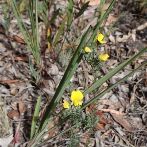 Gompholobium huegelii at Bruce, ACT - 10 Nov 2024 10:21 AM